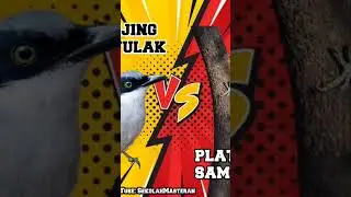 masteran suara burung jingjing petulak dan platuk sampit gacor #cucakijo #masteranjernih #muraibatu