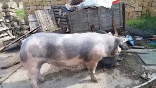 Поросята "КАНТОР"