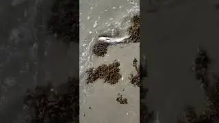 Dead fish on the beach
