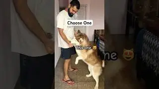 Husky FAILED this Game😱😂❤️ #husky #funnypets #siberianhusky #dogdad #shorts