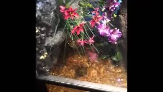 200 gallon terrarium  FOR SALE!