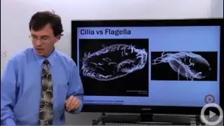Cilia and Flagella