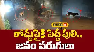Tiger Hulchul at Diwan Cheruvu in Rajahmundry | రోడ్డుపైకి పెద్ద పులి.. జనం పరుగులు