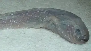 Eelpout - Deepsea Oddities