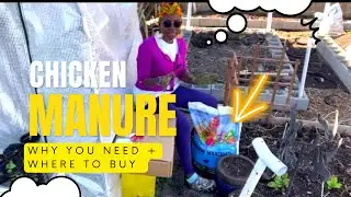 Using Chicken Manure Fertilizer In Your Garden (where to buy chicken manure) #gardening2023