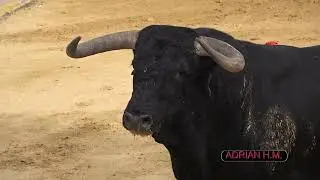 Penya Taurina Museros 15-10-2022  - 5 Toros de Guadalmena, Santiago Domecq, Lagunajanda y Guadajira