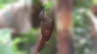 Cocoa Woodcreeper (Xiphorhynchus susurrans)