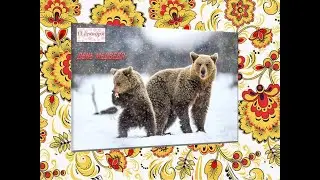 13 ДЕКАБРЯ/ ДЕНЬ МЕДВЕДЯ/ПРАЗДНИК