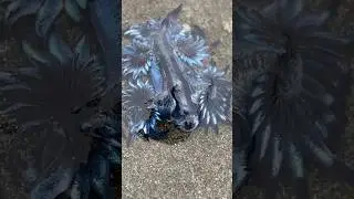 Is the Blue Sea Dragon as Dangerous as It Looks?  | Glaucus atlanticus 🌊🐉