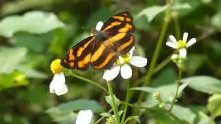 Common Jester, Symbrenthia lilaea, Phong Nha-Ke Bang NP, Vietnam, 11 Febr 2024