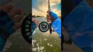 Tips using A fly Rod for fly fishing#fishing#tips#fish#shortvideo#shorts#short#viral#youtube#bass