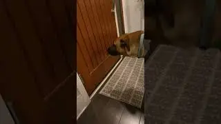 When Your Dog Demands a Walk at Midnight: Unbelievable!