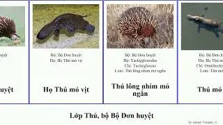 Lớp Th&uacute;, bộ Bộ Đơn huyệt mammal Zaglossus vịt l&ocirc;ng ngắn nh&iacute;m TrackTribe Attempt bruijni Modern