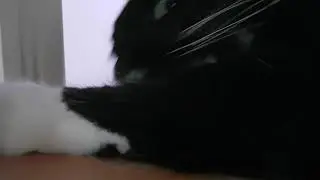 Chat &eacute;chou&eacute;