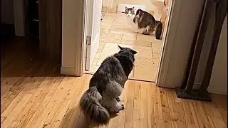 🔉Loki Puts the Run to Luna Cat 😲 4 Kitty Morning Routine