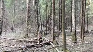 Лось. Встреча в марте #2/Лос. Среща през март #2/Moose. Meeting in March #2