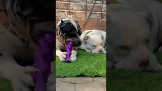 #pitbull #eagle #dogfight #aggressive #dogbreed #dog #attack #familydog #trending #viral