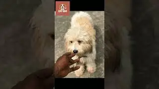 C.D.T DOG