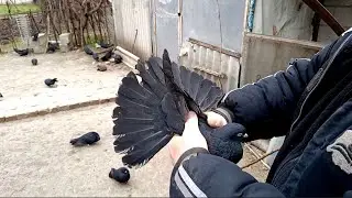 Голуби Часов Яра 10.01.2026