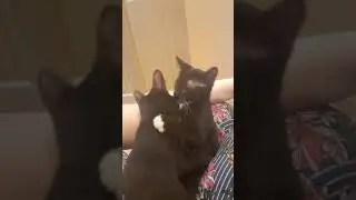 Multiple kitten idiosyncrasies in one video: the groomer, the sprawler, and the growler