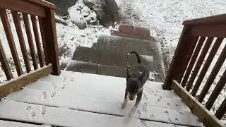 Wussy Chihuahuas in the South don't like the snow!