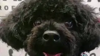 Needle felted dog,poncho ,poodle portrait. Time lapse