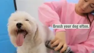 How to Keep House Clean with Pets