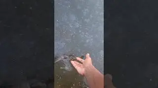 Catch and Release #snakeheadfishing #nadan #varal #shortsfeed #shorts #feed #feedshorts #alappuzha