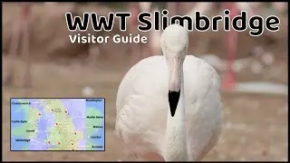 Is this the worlds largest collection of captive wildfowl ? -  WWT Slimbridge
