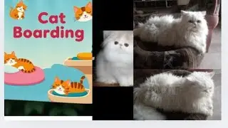 Cat boarding | our new vlog 😊 |channel delete 🥺 | meet our new guest |