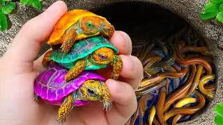Catch Beautiful Baby Turtle in Giant Colorful Egg, Aquarium Fish, Carp, Tetra, Koi, Pencil Fish, Eel