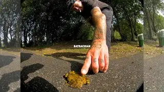 BATRACHIAN