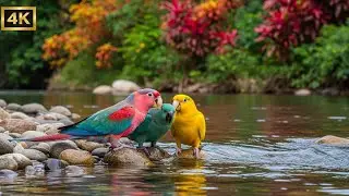 Deep Relaxing Piano with Nature Sounds | Birds, River, Sleep & Study Music