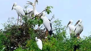 Bird Crane Hidding in Flooded Forest  Bird City and Bird Home 0008