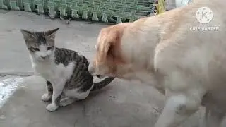 ## इस ब्लॉग में आप देख सकते है मेरे घर कौन कौन से ❣️जानवर को पाल रखा है 🤗🥰