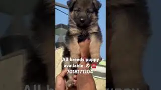 PRANAV DOG KENNEL KANGRA NAGROTA BAGWAN HP 🐾🐶☎️ 7018171204   Himachal Punjab jumma #puppy  #viral