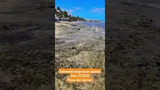 may 17,2025 playa del Carmen seaweed/sargassum update #mexicolife #playadelcarmen