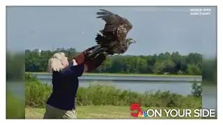 World Bird Sanctuary releases healed eagle