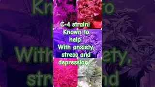 for educational purposes! how to grow your own medicine #medicinalcannabis #cannabistalk101 #plants