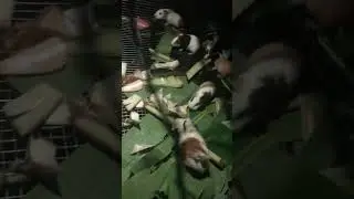 Tui biết m&agrave; c&oacute; th&egrave;m tim cho tui đ&acirc;u #thucung #pets