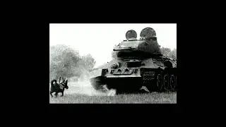 Anti Tank Dogs? Were they real?
