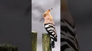 🔊 The Sound of a Hoopoe | Unique Bird Call (Upupa epops)