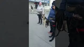 Занятия в группе г. Тюмень. #кинологтюмень