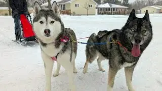 We Finally Went Dog Sledding!