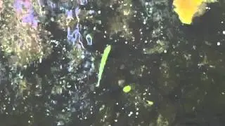 Stijgende forel/Rising trout