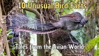 🦅 10 Unusual Bird Facts (watch #8)🦩Tales from the Avian World