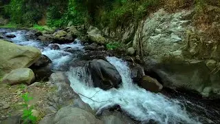 Tranquil River Stream for Study | Relaxing Water Sounds for Focus