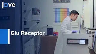 Glu Receptor Trafficking Study in Dissociated Hippocampal Cultures | Protocol Preview