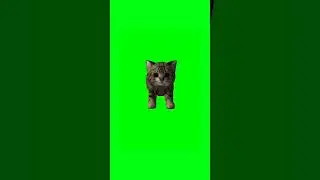 Cat talking meow green screen animation video#animation #chromakey #dailygreenscreen #shorts