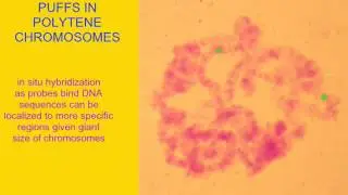 POLYTENE CHROMOSOMES